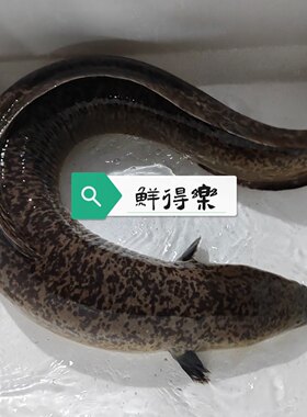 花鳗鱼花锦鳝鲈鳗鱼鲜活水产