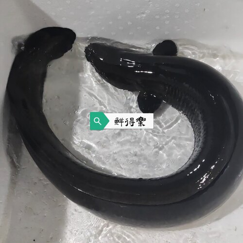 黑鳗鱼本地乌耳鳗鱼新鲜河鳗