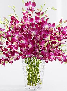 美国送花紫色/白色洋兰3款可选旧金山洛杉矶鲜花速递【全美可送