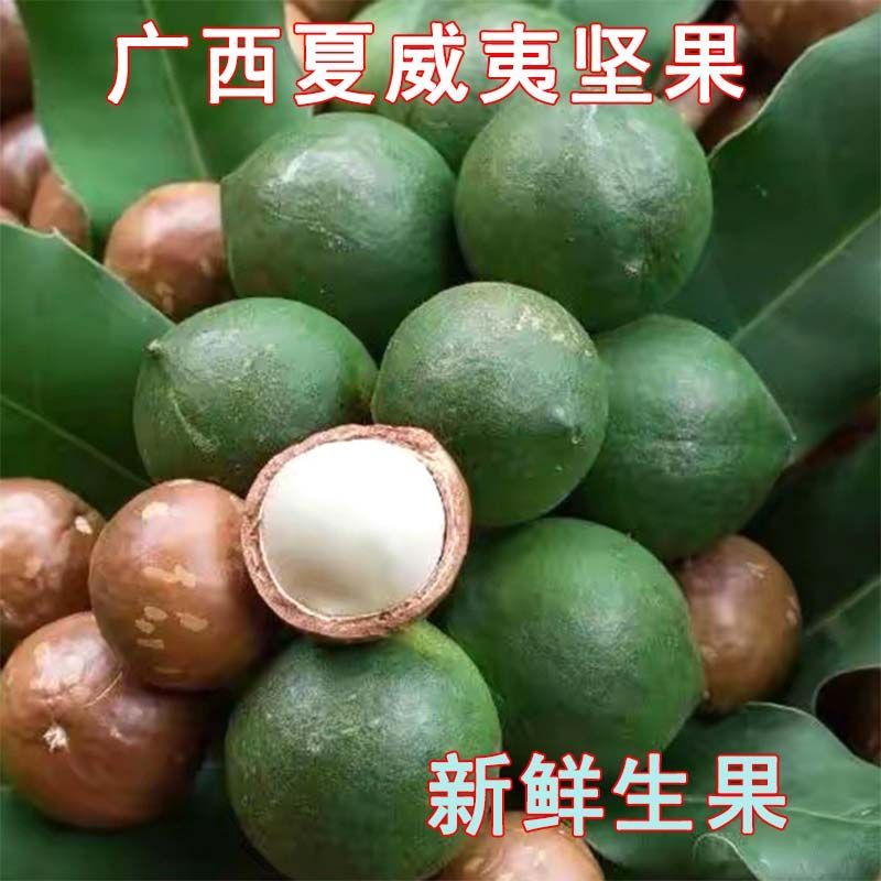 2026新货夏威夷坚果原味纯天然新鲜生果带青皮成熟统果直发