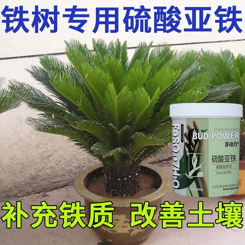 铁树专用硫酸亚铁肥料拯救黄叶调节土壤喜酸性植物补铁调酸促绿肥