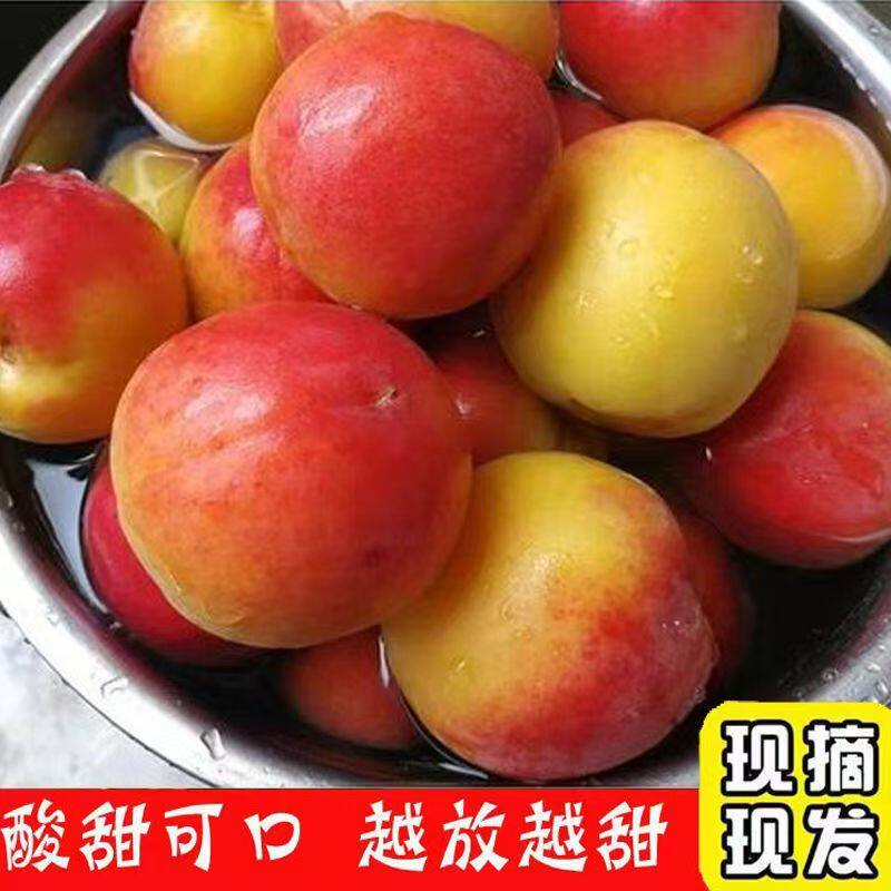 头茬红杏酸甜现摘现发孕妇水果