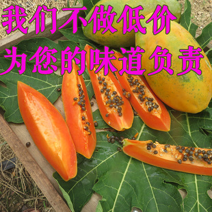 湛江冰糖红心牛奶木瓜青番新鲜现摘树上熟水果胜云南海南5斤非10