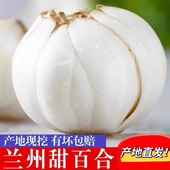 兰州鲜百合甘肃特产500g生甜百合新鲜食用产地直发货百合无硫 包邮