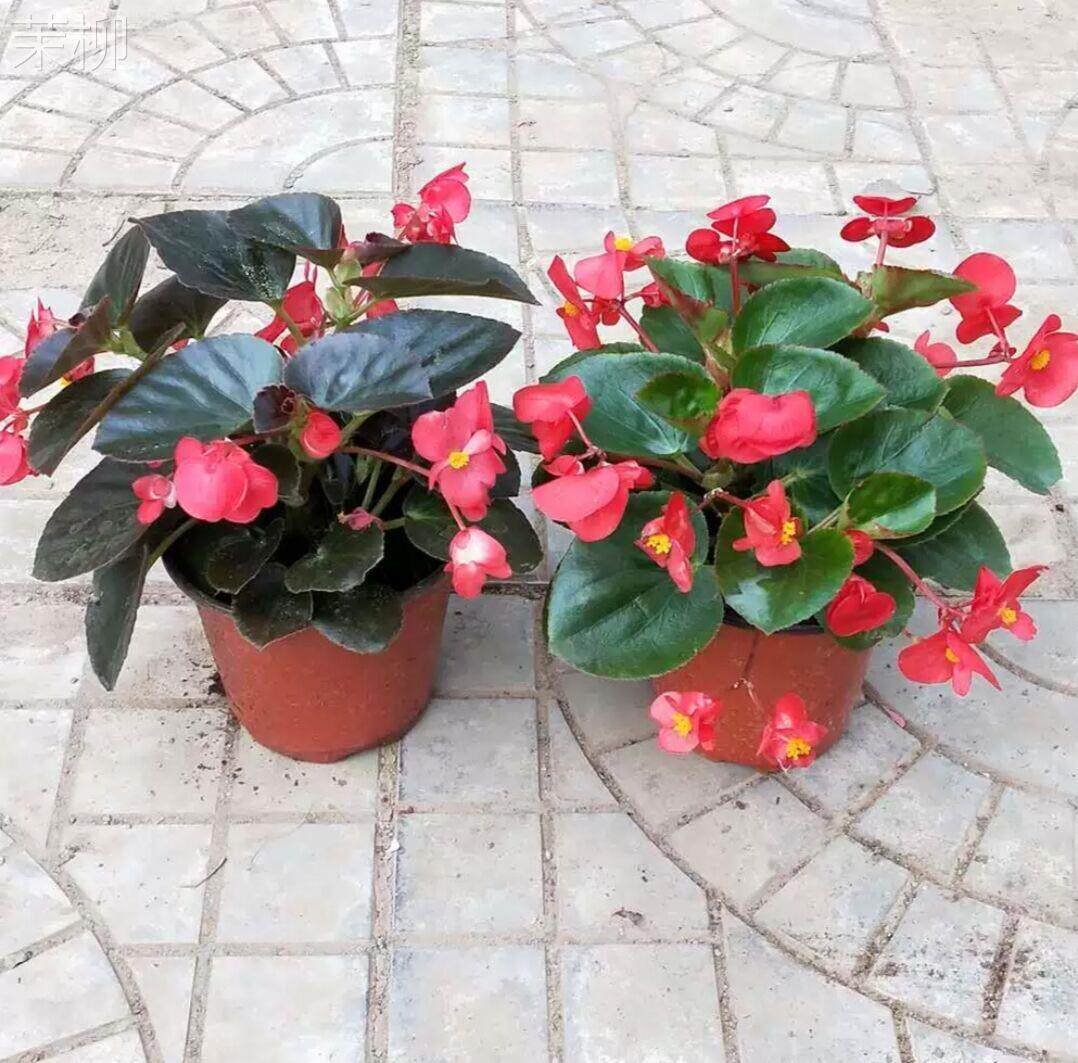 四季海棠花盆栽四季开花大花重瓣玻璃翠秋海棠丽格海棠室内庭院