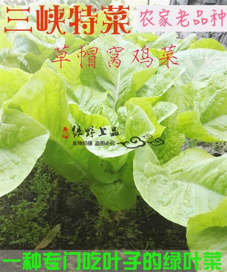 绿野上品|三峡库区特色绿叶蔬菜种子 草帽窝鸡菜 窝麻菜莴苣菜籽