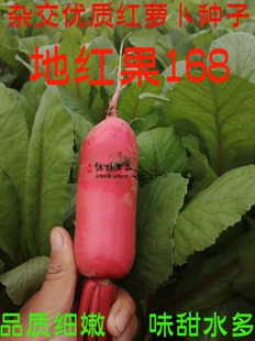 绿野上品|重庆四川地方老品种杂交红萝卜种子 地红果168 红皮白肉