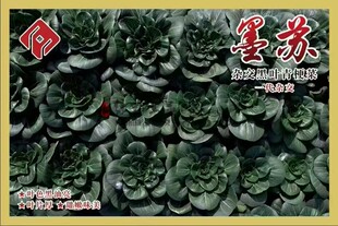 精选杂交黑叶青梗菜种子墨苏厚叶黑大头瓢儿白小白菜菜园蔬菜地种