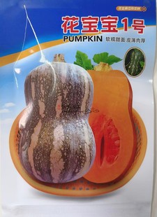 高品质花生奶油小南瓜种子花宝宝1号小蜜本花生南瓜种籽贝贝南瓜