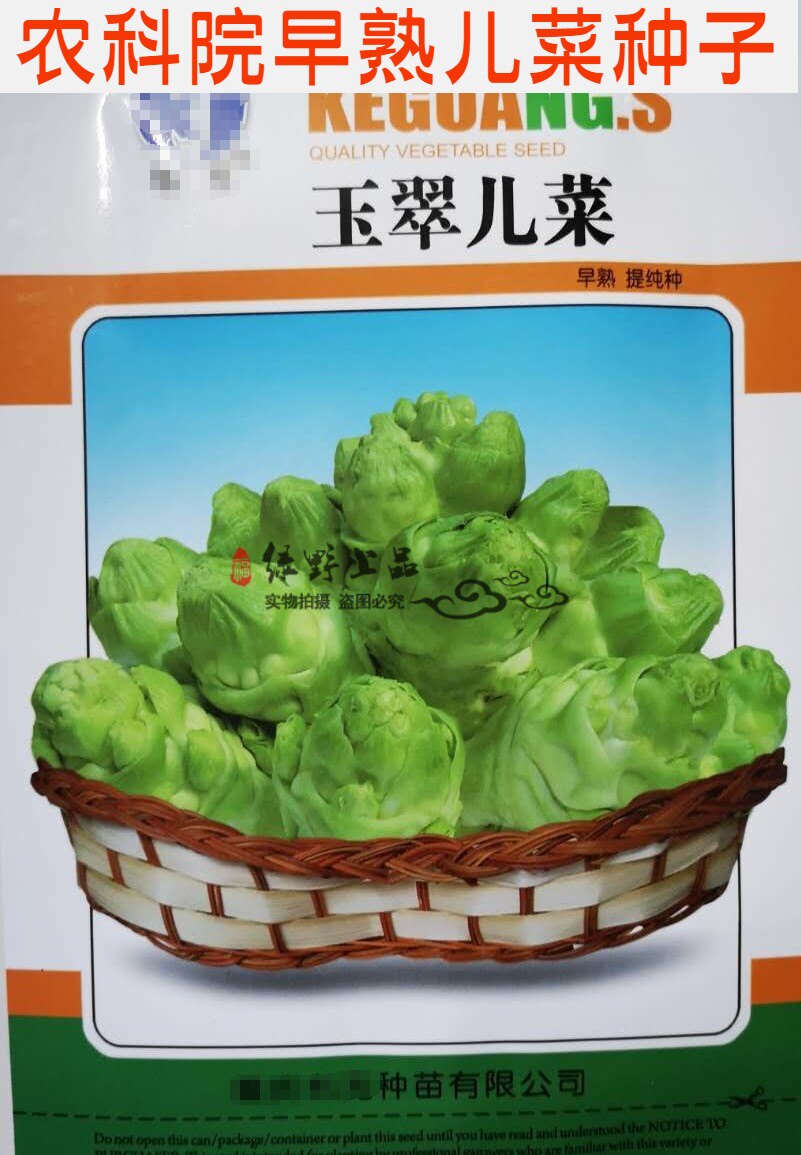 绿野上品农科院选育早熟儿菜种子玉翠儿菜重庆四川临江早熟娃娃菜