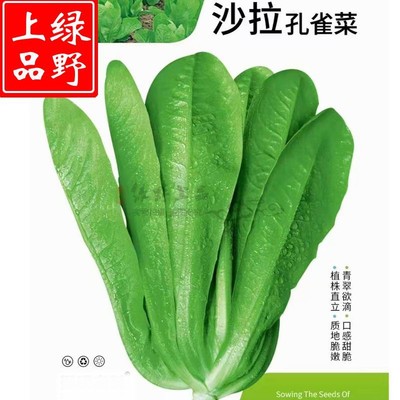 绿野上品叶菜种子孔菜菜好吃