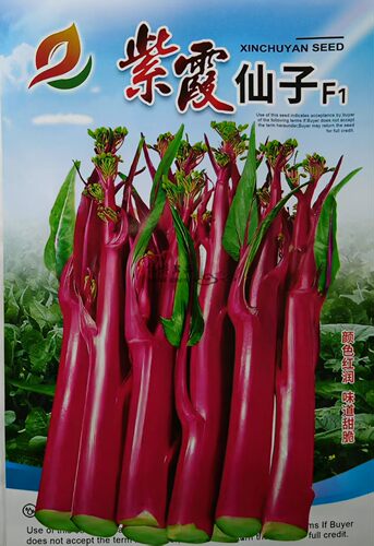绿野上品红菜苔种子抗寒苔粗侧苔