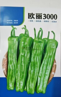 中早熟薄皮虎皮泡辣椒种子欧丽3000浅绿皮薄大果形长灯笼椒脆嫩