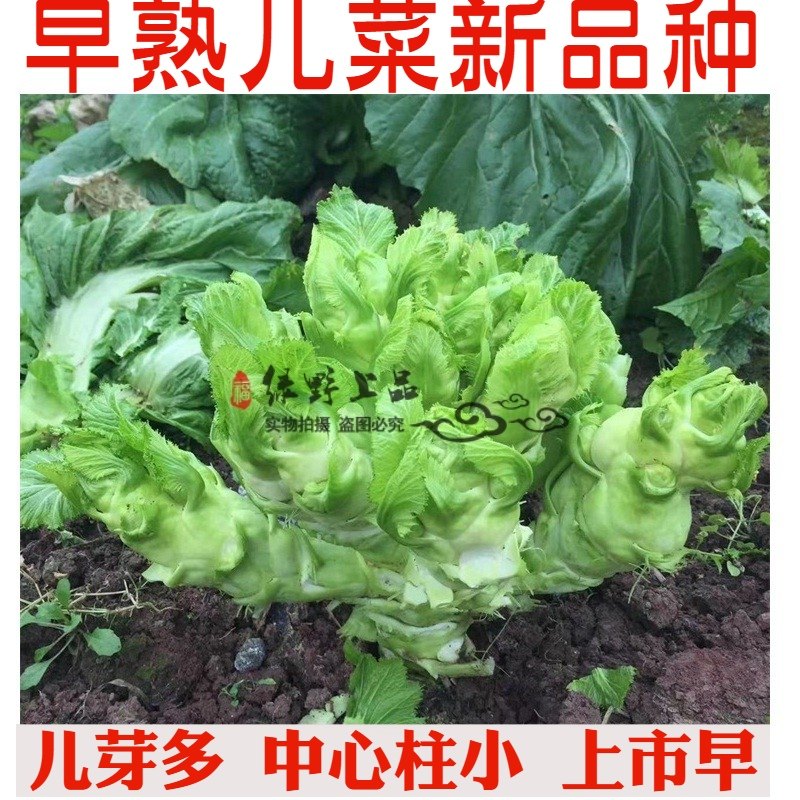早熟儿菜种子 正早二号娃娃菜70-100天 早娃娃丁家临江儿菜新品种