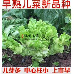 早熟儿菜种子 正早二号娃娃菜70-100天 早娃娃丁家临江儿菜新品种