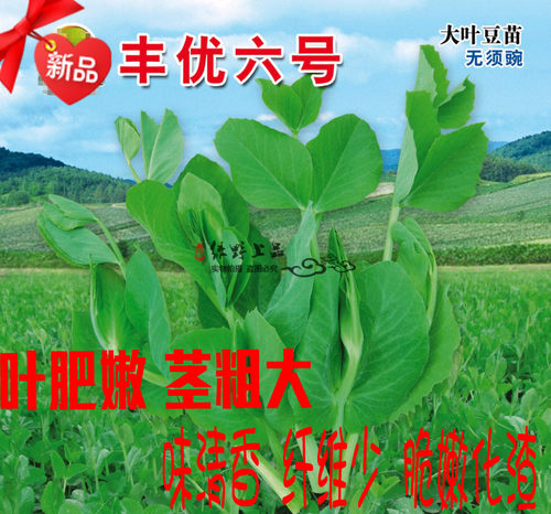 绿野上品豌豆尖种籽无须茎粗叶大