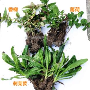 鱼生草鱼生菜种植盆栽苗刺芫荽香柳香茅香菜越南香草酸汤鱼配料
