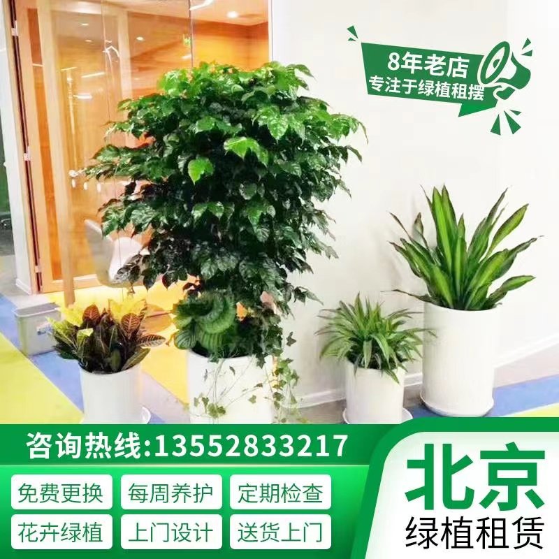 北京绿植租赁租摆租花办公室租大型花卉绿植设计室园林绿化绿植墙