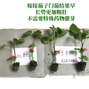 杂交野生茄子砧木 京丰808 番茄砧木种子西红柿砧木 超越托鲁巴姆