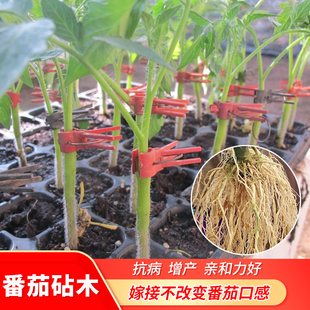 番茄嫁接砧木种子 金钻 西红柿砧木 亲和力强 芽率高 丰产 耐病好