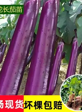 紫长茄子苗紫色紫红带土特大号本地茄子秧苗老品种四川山东高产