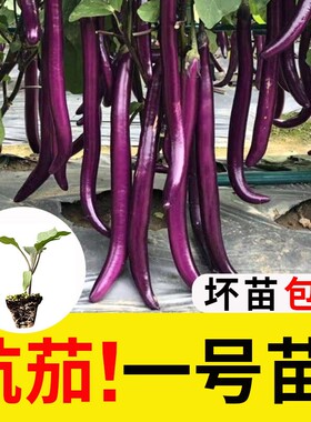 杭茄一号长茄种苗杭茄秧苗绿色长茄黑圆茄白长茄种子高产阳台盆栽