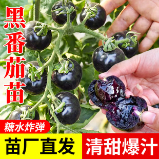 糖水黑番茄苗秧苗矮生黑珍珠黑宝石黑鹅肝美人黑骑士西红柿苗阳台