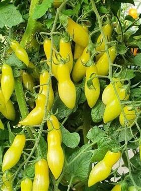 舞动绿手指小番茄苗秧苗小西红柿圣女果小柿子黄色种籽盆栽水果苗