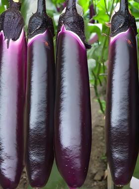 西南红丽1619茄子秧苗本地带土特大号老品种黑紫色长茄子苗蔬菜苗