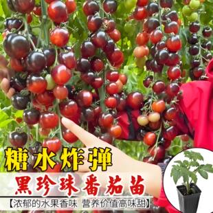 黑珍珠番茄苗秧盆栽秧苗瀑布樱桃小西红柿圣女果苗矮生老品种种子
