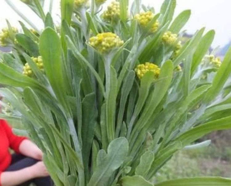 鼠曲草籽粿种子麴清明果草粑粑糍艾草田艾种籽黄花白花曲鼠草种苗