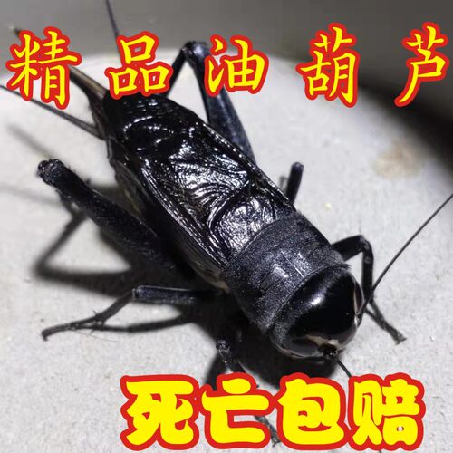 大号精品油葫芦死亡包赔
