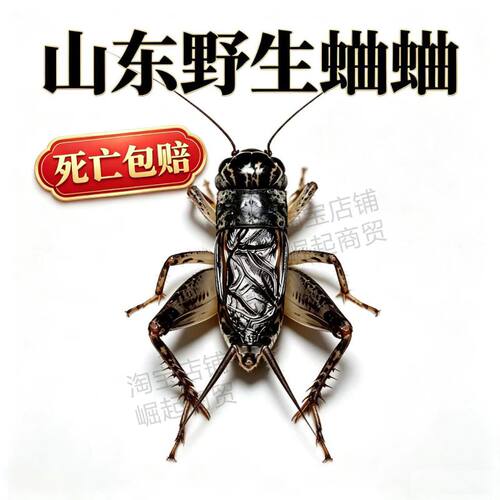 山东野生蟋蟀死亡包赔