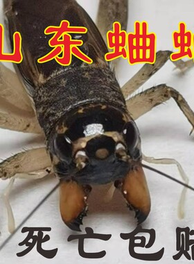 专业斗蛐蛐个头老大了