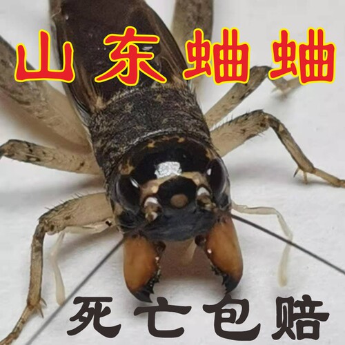 专业斗蛐蛐个头老大了