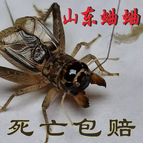 山东野生蛐蛐运输包风险