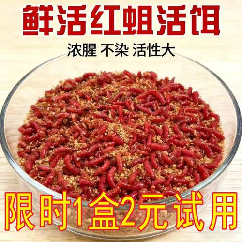 鲜活红蛆虫活饵2元150条试用