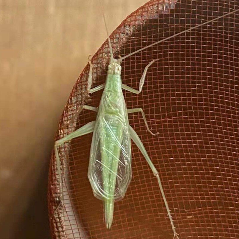 青竹蛉活虫鸣罐大黄玲金钟紫腹蛐油葫芦柬埔寨黑紫中华树蟋岭绿