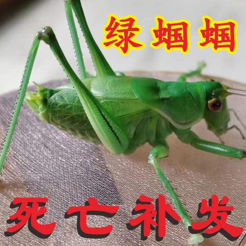 绿蝈蝈活虫活体绿铁蝈蝈山青大号平谷鸣虫扎嘴炮筒高膀崛起商贸