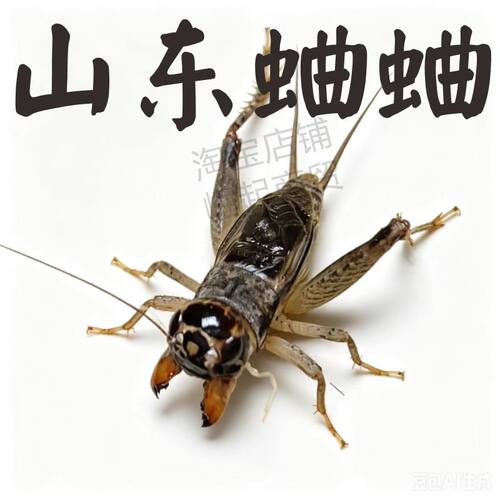 山东蛐蛐专业斗虫死亡包赔
