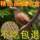 画眉鸟食饲料专用牛肉蛋黄颗粒料斗雀换羽料营养壮膘腾贺鸟食崛起