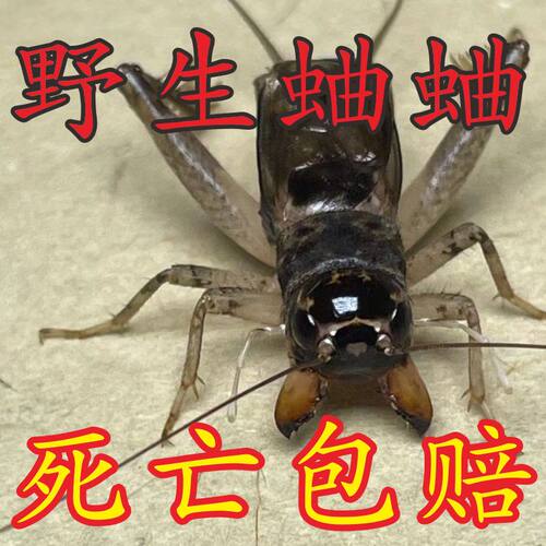 山东野生蛐蛐专业斗虫运输包风险