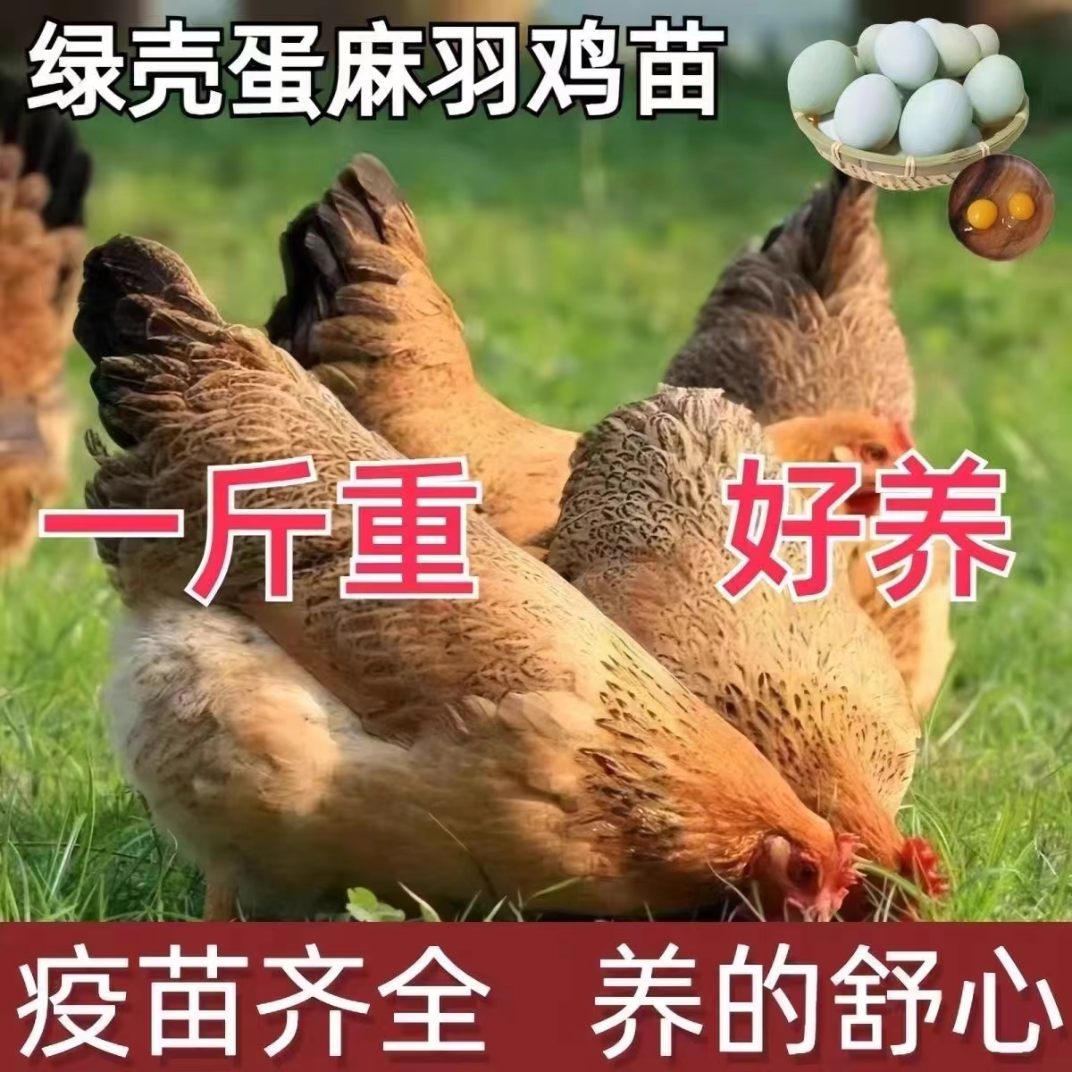 活鸡麻羽幼活苗土鸡仔一斤养殖笨鸡半大散养走地绿皮蛋