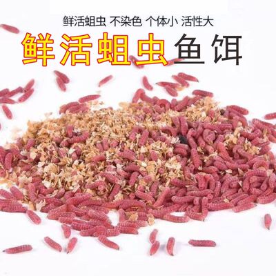 鲜活红蛆虫野钓黑坑通杀2元150条