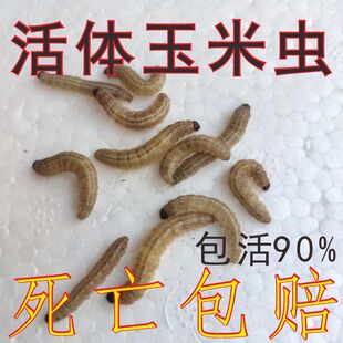 野生玉米虫活体麻根虫葡萄密幼虫钓饵鸟食大蜡螟填雏子崛起商贸