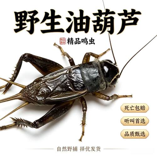 山东野生油葫芦叫声悦耳死亡包赔