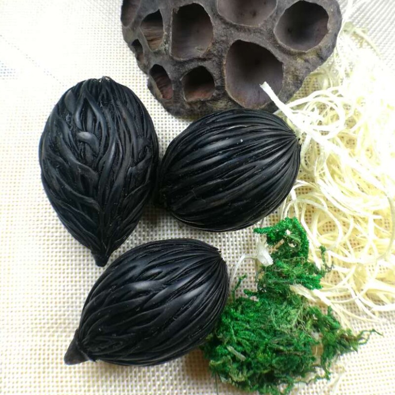 千丝菩提狐尾椰子种子图片