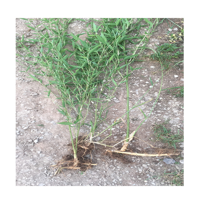 四川箭竹苗 箭竹根苗 竹子苗庭院室内植物盆栽地栽滑竹苗箭竹仔苗