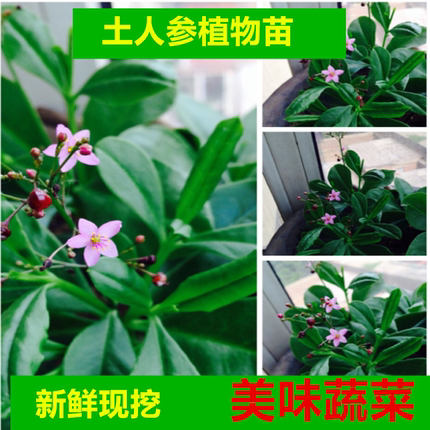 阳台新款吸甲醛防辐射庭院种植蔬苗 土人参菜 栌兰种子煮饭花易活