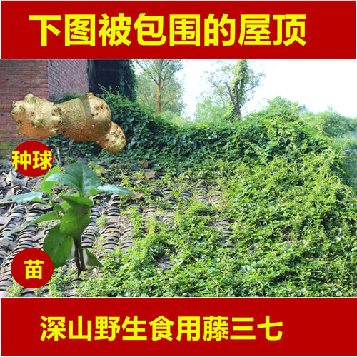 果实盆栽种子室内阳台爬藤绿植